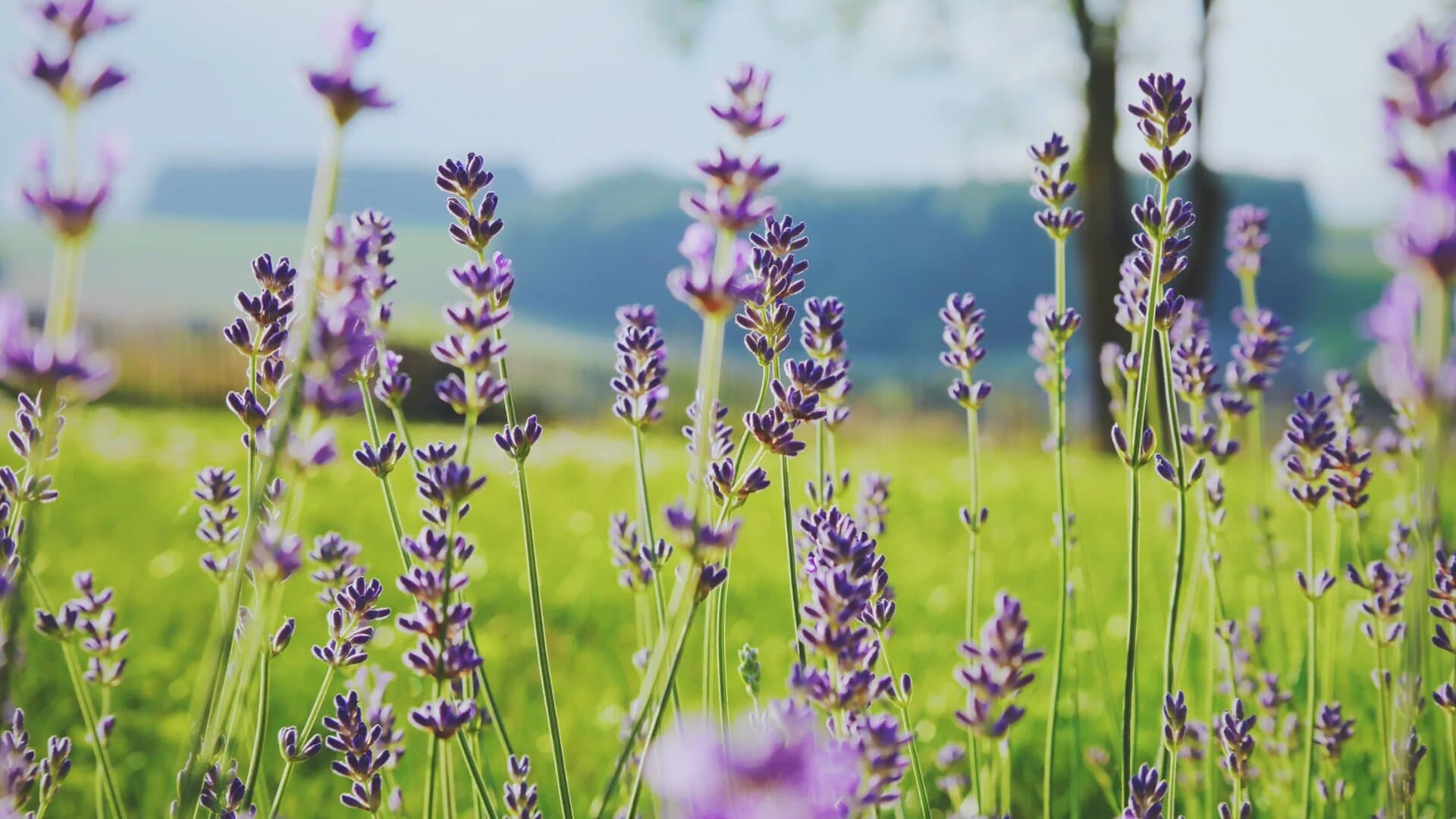 Lavender flowers