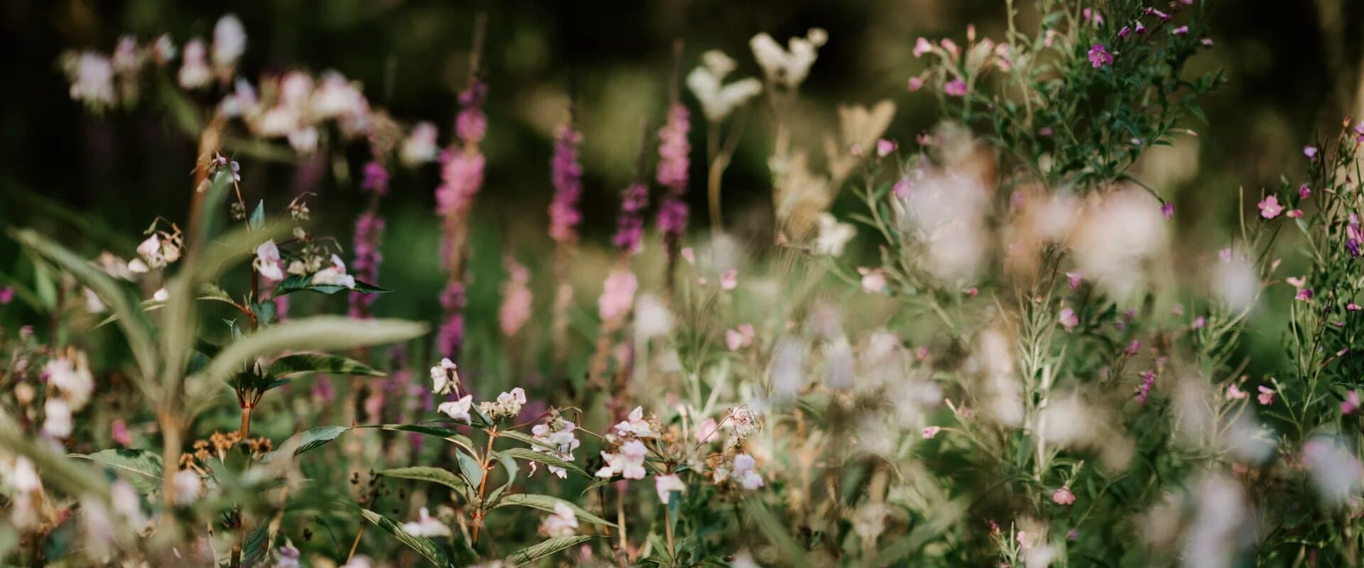 Pink wildflowers