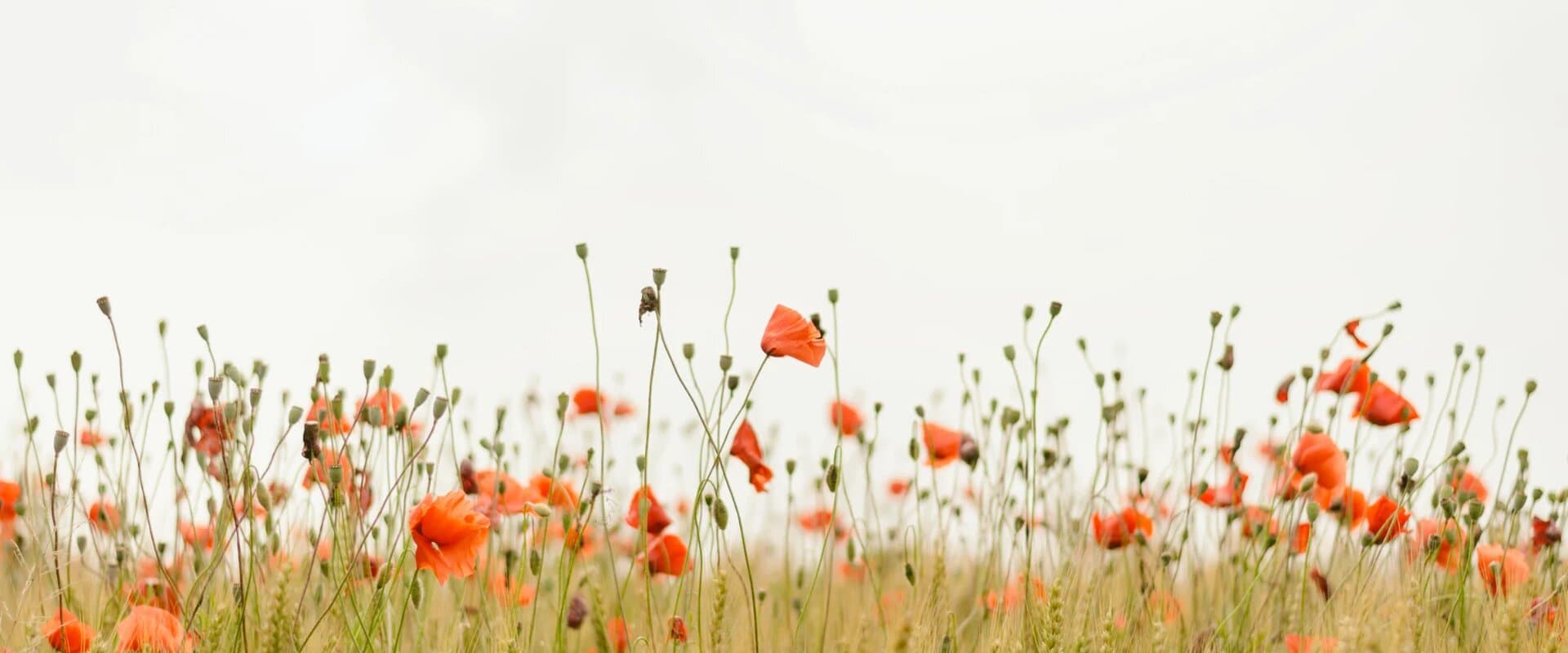 Orange poppies