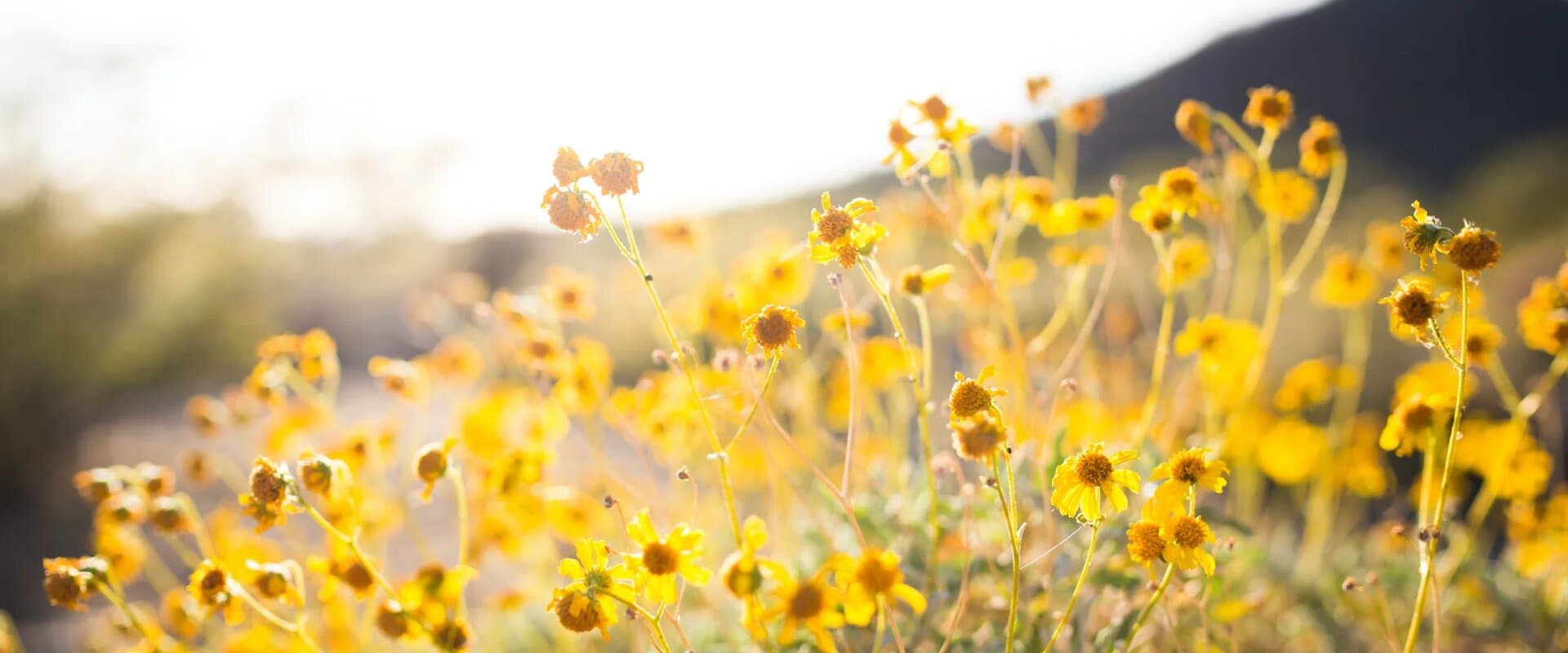 Yellow wildflowers